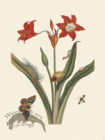 Merian Metamorphosis 22